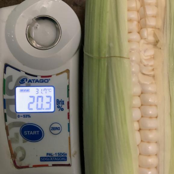 “甘い夜の純白” 特大_真夜中とうもろこし1本450g以上保証_10本（約4.5kg）【全国クール便送料無料】03