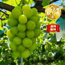 【早期受注割引】あまく光る完熟！名人 黒木伸一さんの大粒シャインマスカット_1.8kg(3~4房）