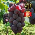 【早期受注割引】あまく薫る完熟！名人 黒木伸一さん謹製 大粒ピオーネ_1.8kg(3~5房）