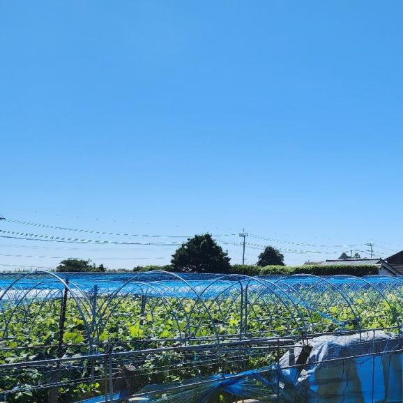 【早期受注割引】あまく薫る完熟！名人 黒木伸一さん謹製 大粒ピオーネ_1.8kg(3~5房）05
