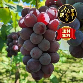 【早期受注割引】あまく薫る完熟！名人 黒木伸一さん謹製 大粒ピオーネ_3.6kg(6~10房）