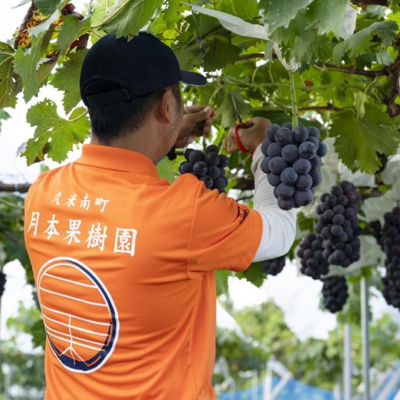 “晩夏の完熟”月本果樹園謹製_たっぷり果汁のニューピオーネ1kg（2~3房）02