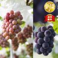 “晩夏のあま～い完熟”月本果樹園謹製_ピオーネ&クインニーナ1kg（2~3房）