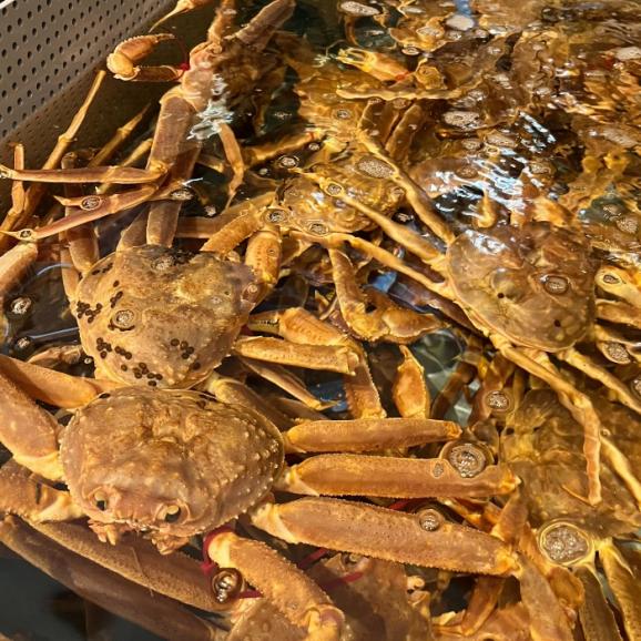 山陰 境港水揚げ “冬の王者” 釜ゆで松葉ガニ 2枚（600g～1kg）美味しさそのまま急速冷凍04