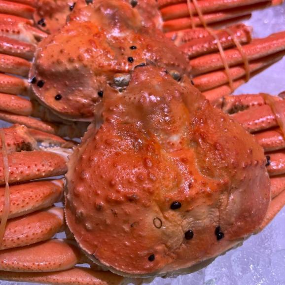 山陰 境港水揚げ “冬の王者” 釜ゆで松葉ガニ 4枚（1.2kg～2kg）美味しさそのまま急速冷凍03