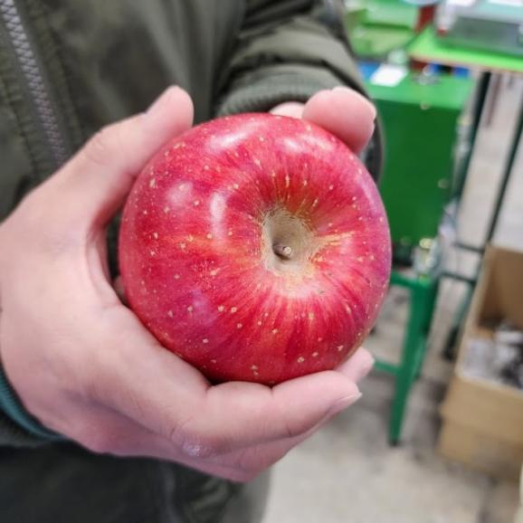 【全国送料無料】成増農園謹製！信州りんご_完熟サンフジ_ご家庭用 3kg（6〜10個）02