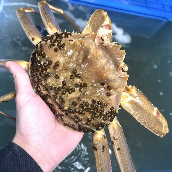 【全国送料無料】“完全手作り”隠岐の島産 山盛り蒸し松葉ガニ_プロトン凍結_3個/360-420ℊ（原体サイズ400g×3）03