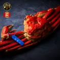 【全国送料無料】最高峰！隠岐の島産 “富喜丸水揚げ” 青タグつき蒸し松葉ガニ_プロトン凍結_1杯（1.2kg以上）