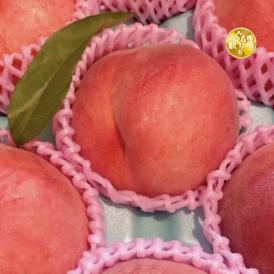 【早期受注割引・冷蔵配送全国一律950円】 &ldquo;もっちり甘い&rdquo;丘の上ファームの朝採れ「あかつき」長野県豊丘村産_2.5kg(6～10玉)【7月中旬～下旬発送・ギフト可】