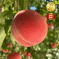 【早期受注割引・全国クール便送料無料】 “瑞々しく甘い”丘の上ファームの朝採れ「夏雄美」長野県豊丘村産_2.5kg(6～10玉)【7月上旬～下旬発送・ギフト可】