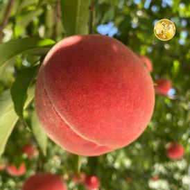 瑞々しく甘い果肉にうっとり