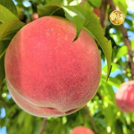 【早期受注割引・冷蔵配送全国一律950円】 &ldquo;濃く甘く&rdquo;丘の上ファームの朝採れ「夏かんろ」長野県豊丘村産_2.5kg(6～10玉)【7月中旬～下旬発送・ギフト可】