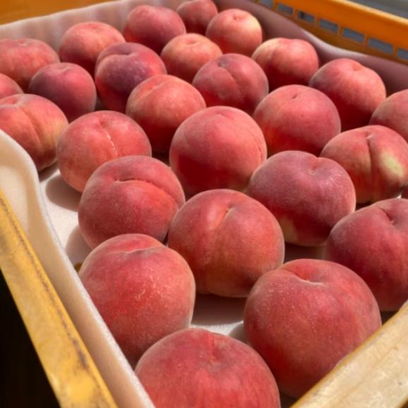 【早期受注割引・全国クール便送料無料】 “濃く甘く”丘の上ファームの朝採れ「夏かんろ」長野県豊丘村産_2.5kg(6～10玉)【7月中旬～下旬発送・ギフト可】02