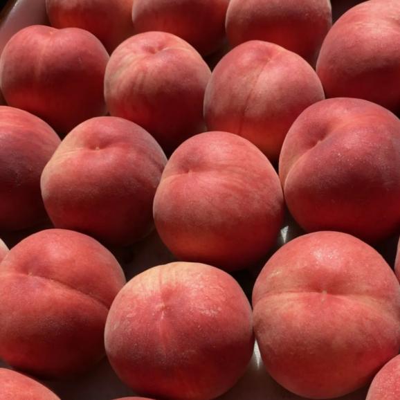 【早期受注割引・全国クール便送料無料】 “濃く甘く”丘の上ファームの朝採れ「夏かんろ」長野県豊丘村産_2.5kg(6～10玉)【7月中旬～下旬発送・ギフト可】03