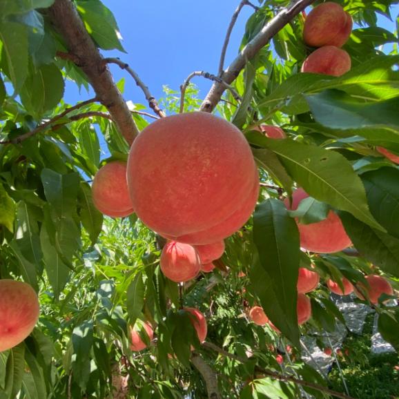 【早期受注割引・全国クール便送料無料】 “濃く甘く”丘の上ファームの朝採れ「夏かんろ」長野県豊丘村産_2.5kg(6～10玉)【7月中旬～下旬発送・ギフト可】04