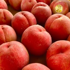 【早期受注割引・冷蔵配送全国一律950円】 &ldquo;甘みたっぷり&rdquo;丘の上ファームの朝採れ「川中島白桃」長野県豊丘村産_2.5kg(6～10玉)【8月中旬～下旬発送・ギフト可】