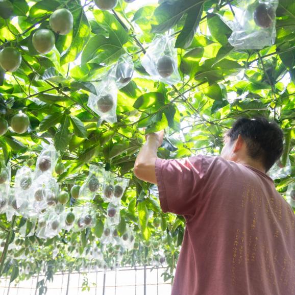 全国送料無料】魅惑の甘露！“完熟”小笠原パッションフルーツ