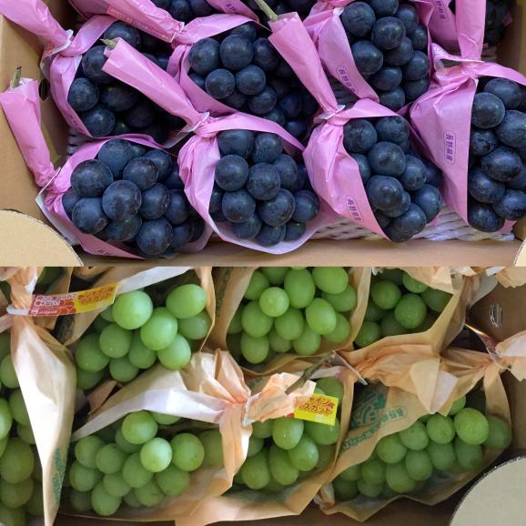 【早期受注割引】嬉しい1㎏_長野県産“贈答用秀品”大粒シャインマスカット&完熟ナガノパープル各1房　9月中旬～下旬出荷【全国クール便送料無料】06