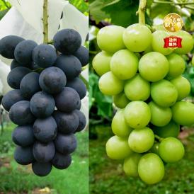 【早期受注割引】たっぷり２㎏_長野県産“贈答用秀品”大粒シャインマスカット&完熟ナガノパープル各2房　9月中旬～下旬出荷【全国クール便送料無料】