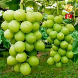 【早期受注割引】大満足3㎏_長野県産“贈答用秀品”大粒シャインマスカット6房　10月上旬～下旬出荷【全国クール便送料無料】