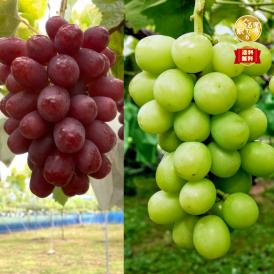 【早期受注割引】嬉しい1㎏_長野県産“贈答用秀品” 大粒シャインマスカット&甘みの女王クイーンルージュ各1房　10月上旬～中旬出荷【全国クール便送料無料】
