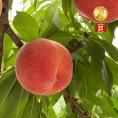 【早期受注割引】長野県産 なつっこ “赤秀”3kg（11~8玉）8月上旬～お盆前届け_ご家庭用【全国クール便送料無料】