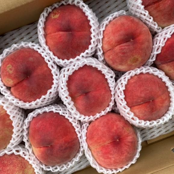 【早期受注割引】長野県産 なつっこ “赤秀”3kg（11~8玉）8月上旬～お盆前届け_ご家庭用【全国クール便送料無料】02