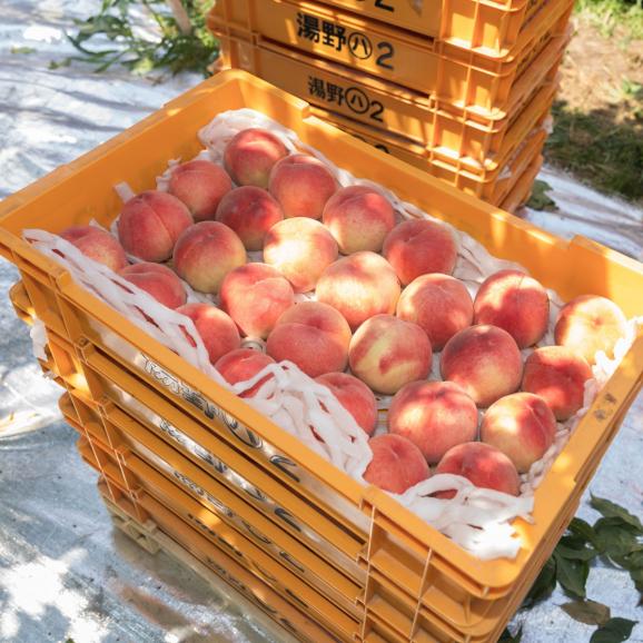 【早期受注割引】桃王国の濃密完熟まどか 秀等級以上_5kg（16玉～13玉）【福島県産・８月上旬~8月中旬発送】05
