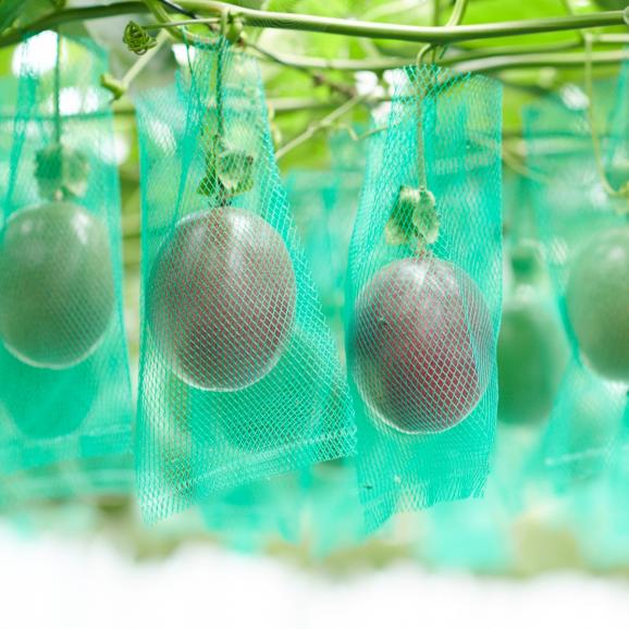 【全国送料無料】あまく薫る“太陽の完熟”三宅島パッションフルーツ「とろぴか丸」A品10玉（S・Mサイズ）【贈答箱使用】06