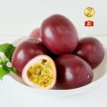 【全国送料無料】大玉！あまく薫る“太陽の完熟”三宅島パッションフルーツ「とろぴか丸」A品10玉（Lサイズ）【贈答箱使用】
