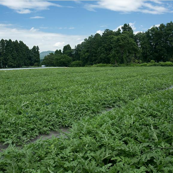 【早期受注割引】山形県尾花沢産 生産者指定“あまいあまい”完熟ペイズリースイカ1玉（5kg～7kg）【全国送料無料】04