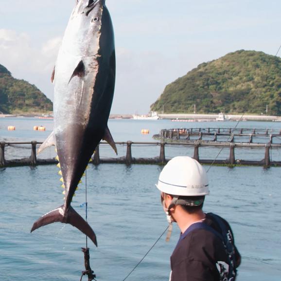 【全国送料無料】至福の獲れたて本鮪！宇和島産「だてまぐろ」スライス300g（75g×4食入り）04