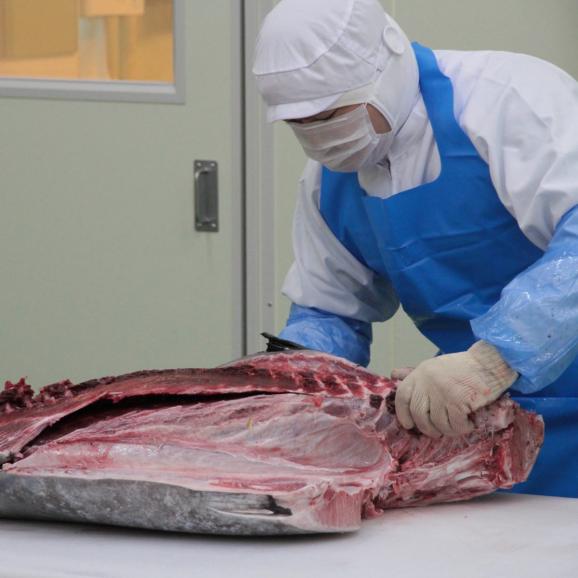 【全国送料無料】至福の獲れたて本鮪！宇和島産「だてまぐろ」スライス300g（75g×4食入り）05