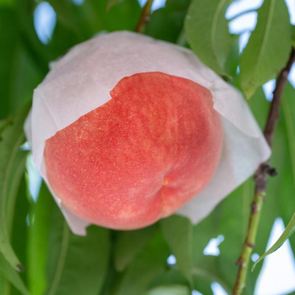 【全国送料無料】“桃の頂点”福島県産「天果一品」極甘！糖度13度以上_5kg（16～18玉）_自由に選べる3品種 7月下旬以降発送02