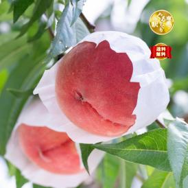 桃王国福島が晩夏にお届けする大玉の白桃
