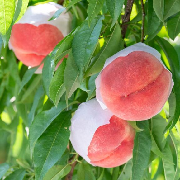 【全国送料無料】桃王国の夏終わり“甘くとろける”「さくら白桃」 特秀等級_5kg（16玉～10玉）【福島県産・9月上旬以降発送】03