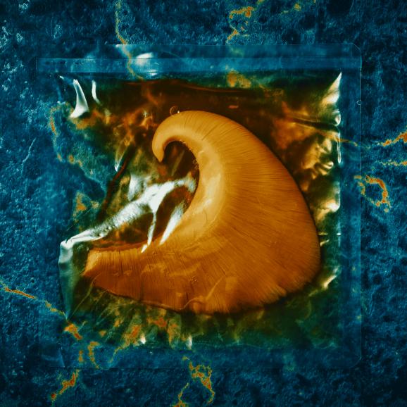 【全国送料無料・ポイント3倍】“至高の肉厚” 気仙沼 石渡商店謹製 フカヒレステーキ 2人前(145g×2)【ヨシキリザメ尾びれ厳選】04