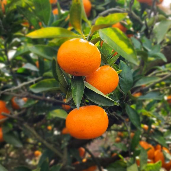 【全国送料無料】幻の採れたて！征代さんの“桜みかん” 3kg_宮崎県都農町産02