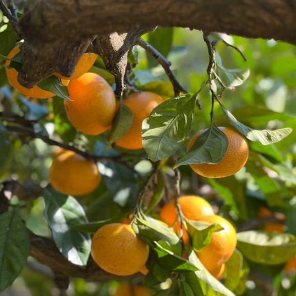 【全国送料無料】幻の採れたて！征代さんの“桜みかん” 3kg_宮崎県都農町産04