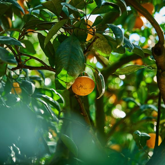 【全国送料無料・吟選】“いちばん美味い” 名人 眞鍋氏謹製 平均糖度15度 完熟「あめ玉みかん」２ｋｇ“最古の産地”鹿児島県 出水産 【ポイント10倍】02