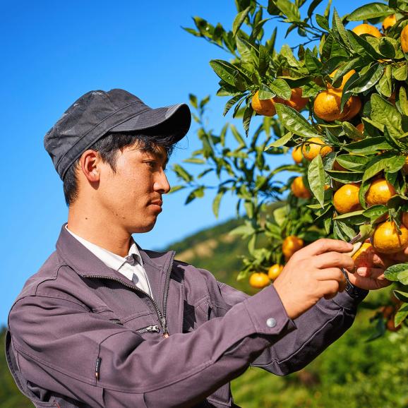 【全国送料無料・吟選】“いちばん美味い” 名人 眞鍋氏謹製 平均糖度15度 完熟「あめ玉みかん」２ｋｇ“最古の産地”鹿児島県 出水産 【ポイント10倍】03