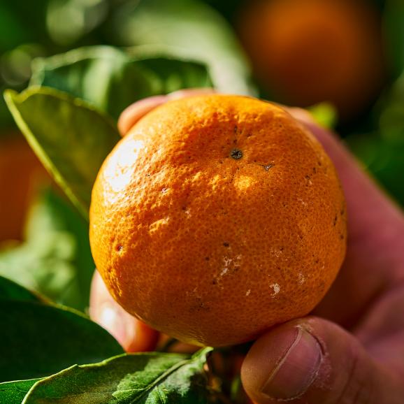 【全国送料無料・吟選】“いちばん美味い” 名人 眞鍋氏謹製 平均糖度15度 完熟「あめ玉みかん」２ｋｇ“最古の産地”鹿児島県 出水産 【ポイント10倍】04