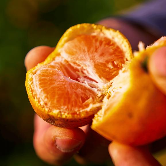 【全国送料無料・吟選】“いちばん美味い” 名人 眞鍋氏謹製 平均糖度15度 完熟「あめ玉みかん」２ｋｇ“最古の産地”鹿児島県 出水産 【ポイント10倍】05