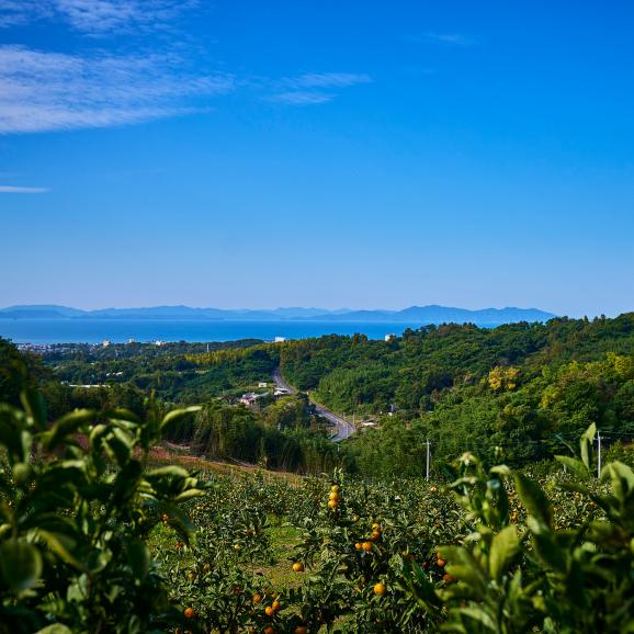 【全国送料無料・吟選】“いちばん美味い” 名人 眞鍋氏謹製 平均糖度15度 完熟「あめ玉みかん」２ｋｇ“最古の産地”鹿児島県 出水産 【ポイント10倍】06