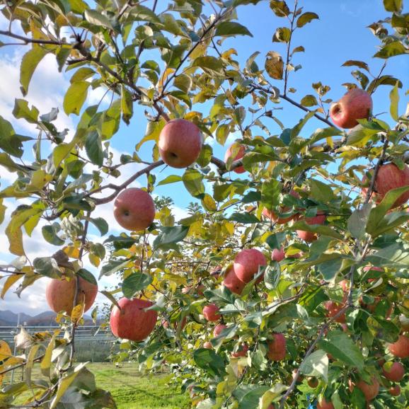 【全国送料無料】全品糖度13度!みらいファームラボ謹製!青森県産りんご サンふじ“小玉吟選”特選デラックス 5kg(20〜23個)03