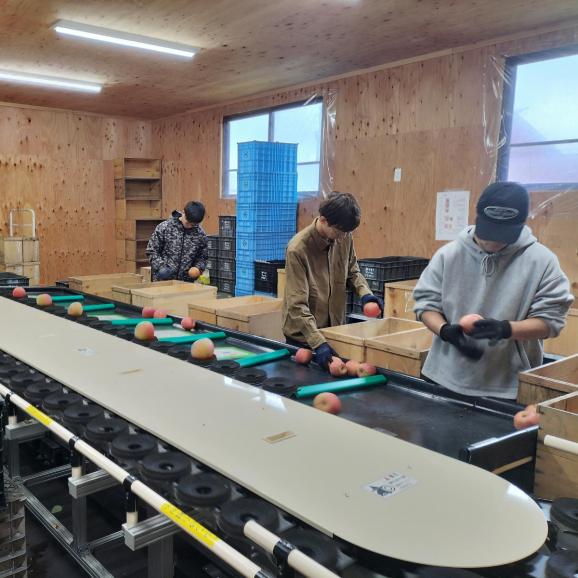 【全国送料無料】全品糖度13度!みらいファームラボ謹製!青森県産りんご サンふじ“小玉吟選”特選デラックス 5kg(20〜23個)04