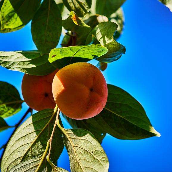 【全国送料無料】500年目の甘露 会津若松 完熟 みしらず柿（身不知柿）厳選品6玉【11月下旬以降発送】02
