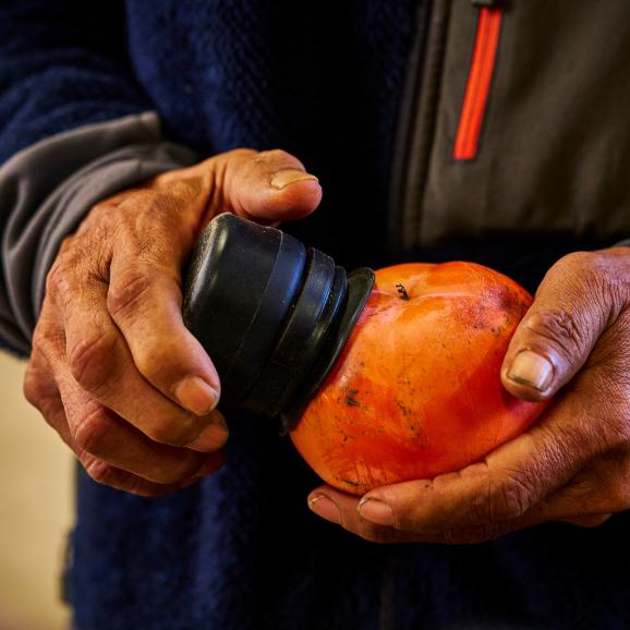 【全国送料無料】500年目の甘露 会津若松 完熟 みしらず柿（身不知柿）サイズ/色/形無選別品【11月下旬以降発送】03