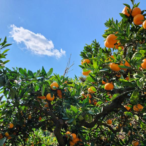 【全国送料無料】“みかんの国のとっておき” 愛媛県産温州みかん「媛の輝き」12kg【ポイント3倍】03