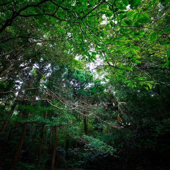 【社販!全国送料無料・ポイント3倍】岡田修謹製 純国産 やわらか天然猪ロース スライス6人前 (プレーン×6パック)【ギフトBOX仕様】06